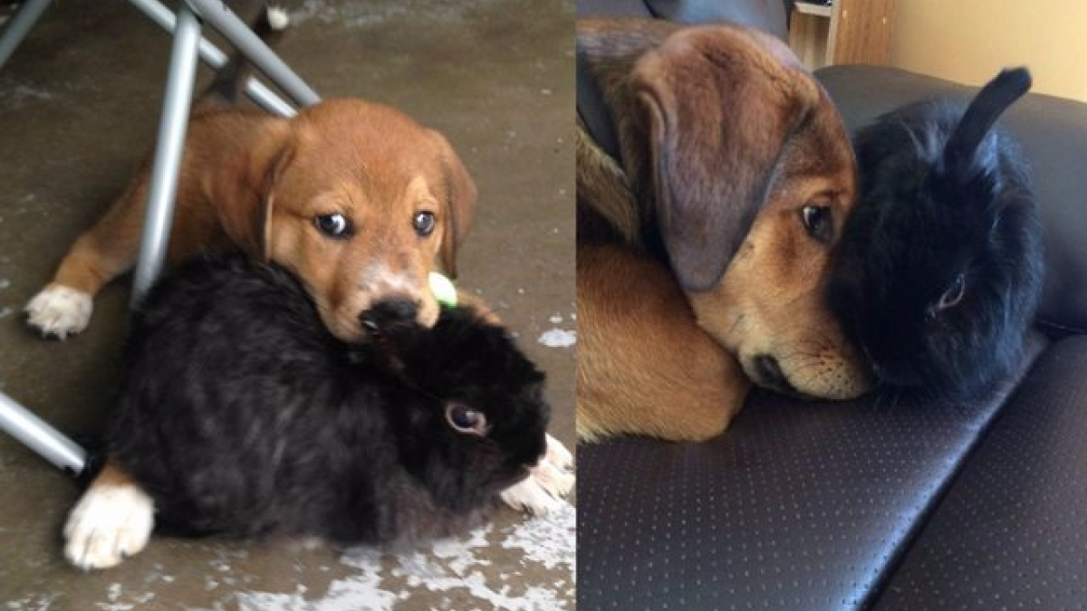 Illustration : "14 photos avant / après de chiens et leurs amis qui ont grandi ensemble"