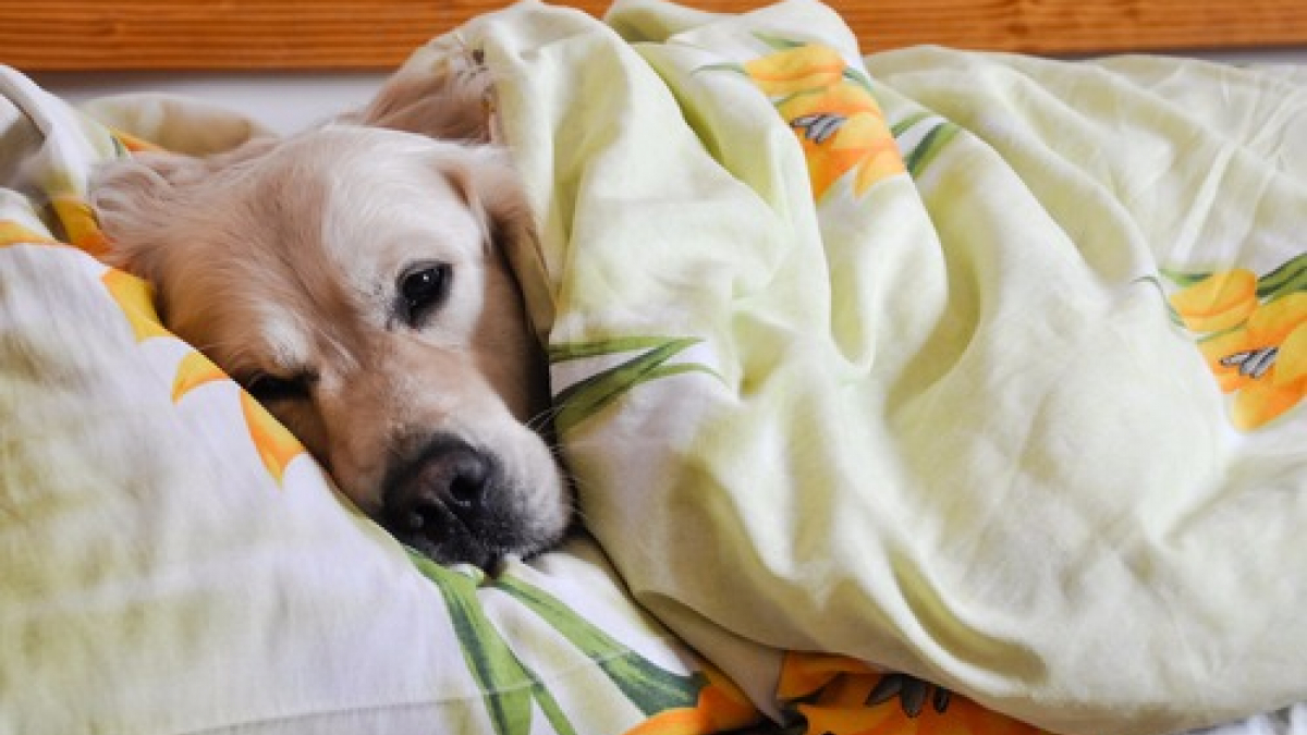 Illustration : "5 raisons pour lesquelles dormir avec son chien n'est pas une si mauvaise idée"