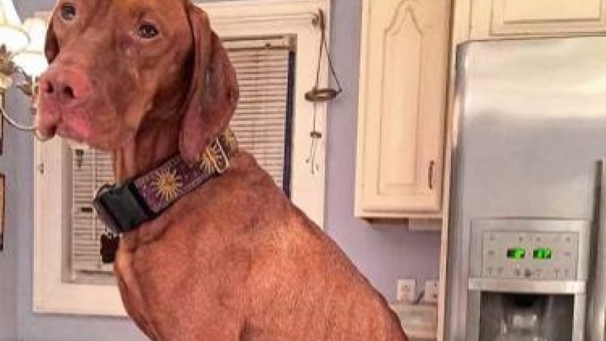 Illustration : "Etats-Unis : Un chien retrouvé par son propriétaire après une fugue de plus d’un mois"