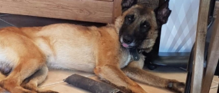 Illustration : "Pyrénées-Orientales : Un ancien chien de l’armée recherché"