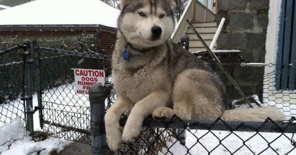 20 Photos De Chiens Qui Se Prennent Pour Des Chats