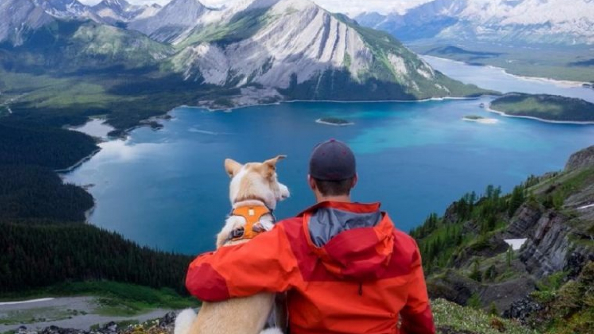 Illustration : "10 chiens aventuriers qu'il vous faut suivre sur Instagram"