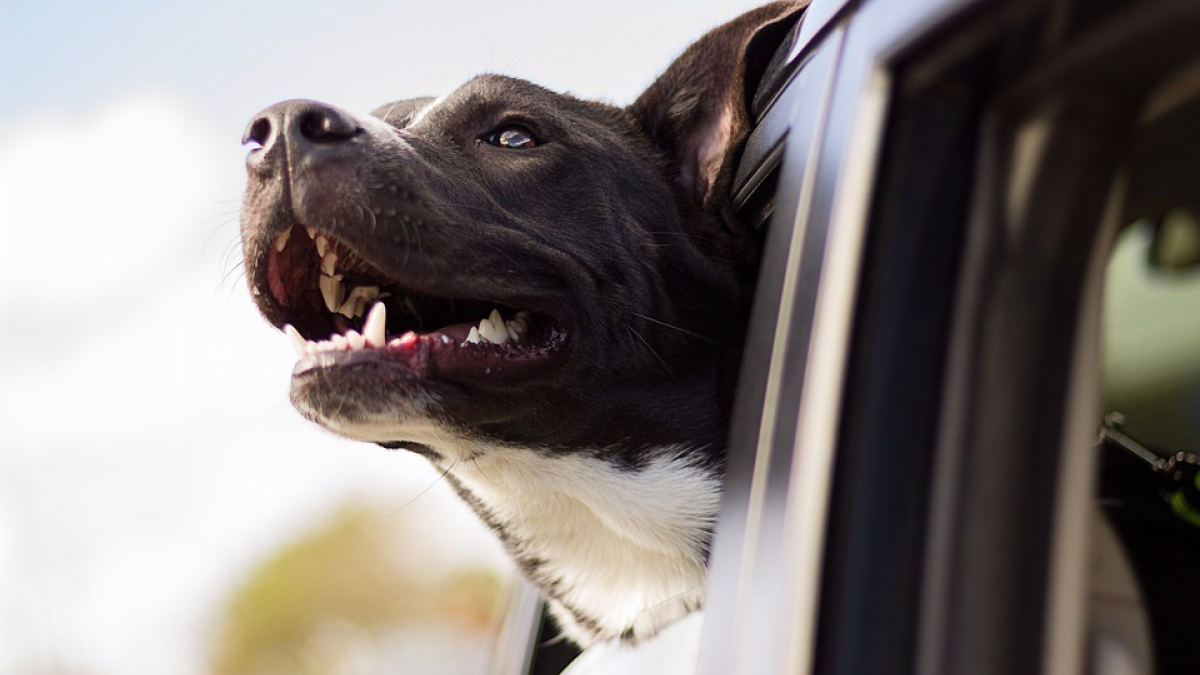 Illustration : "Canada : Un chien meurt dans un accident de voiture"