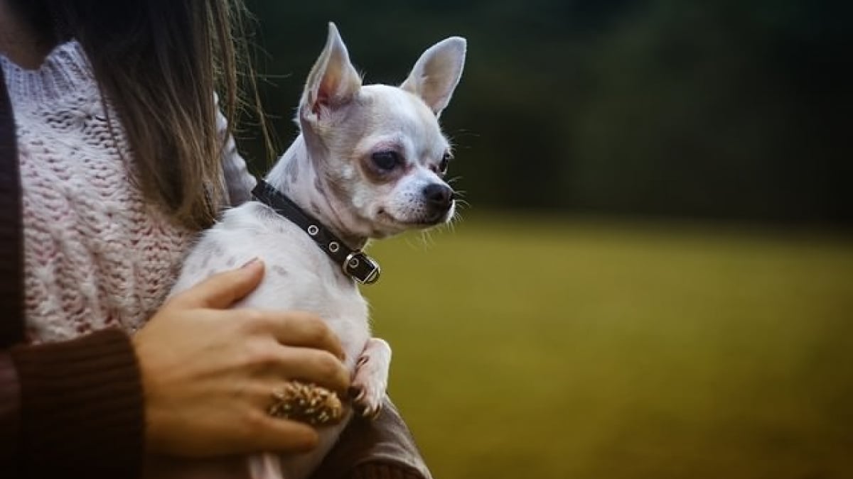 Illustration : "5 endroits où les chiens aiment être caressés"