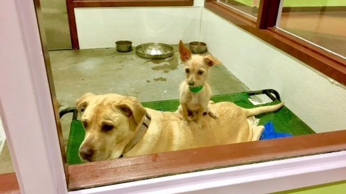 Illustration : "2 chiens dans un refuge restent collés l’un à l’autre pour qu’on les adopte ensemble"