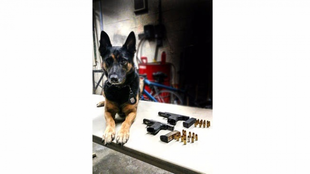 Illustration : "Un chien de la police new-yorkaise se blesse lors d’une intervention"