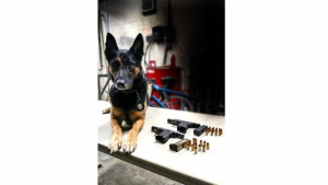 Illustration : Un chien de la police new-yorkaise se blesse lors d’une intervention