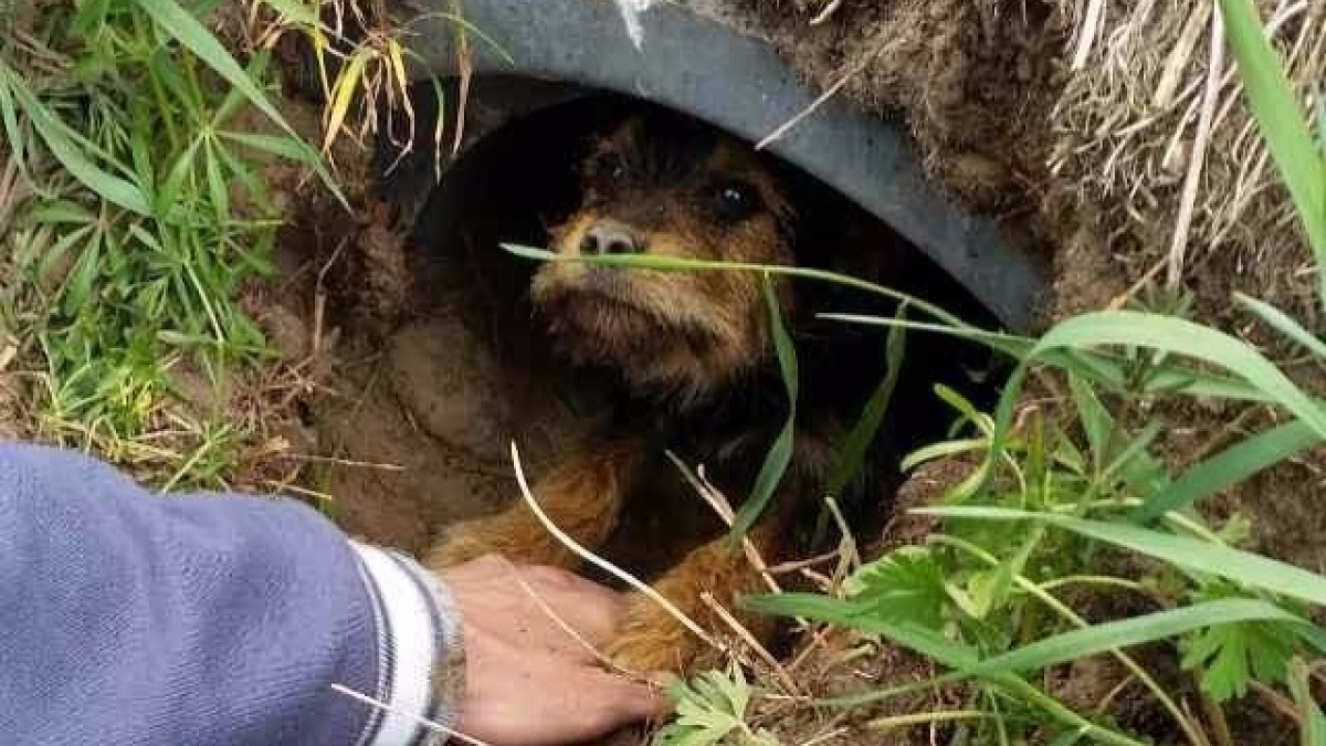 Illustration : "Une chienne aux pattes fracturées sauvée d’un fossé où elle a vécu toute seule"