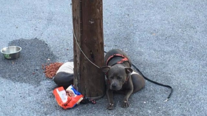 Illustration : Abandonné devant un refuge pour chat, ce Pitbull trouve un foyer