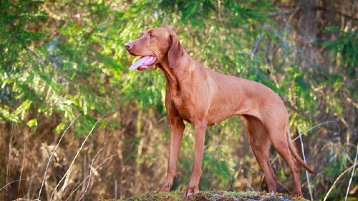 Illustration : "12 races de chiens parmi les plus concernées par l’anxiété de séparation"