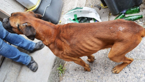 Illustration : Marne : La Fondation 30 Millions d’Amis sauve un chien abandonné dans une maison 