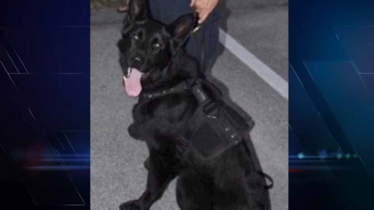 Illustration : "Etats-Unis : Un policier suspendu après avoir laissé son chien mourir dans son véhicule"