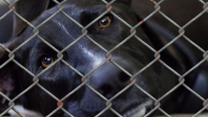 Illustration : Plus de 200 chiens voués à une mort certaine à Porto Rico, sauvés et emmenés aux Etats-Unis