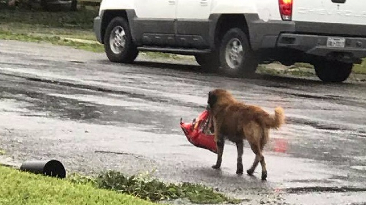 Illustration : "La photo d’un chien traînant un sac de croquettes après le passage de l’ouragan Harvey devient virale"