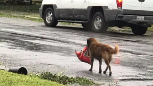 Illustration : La photo d’un chien traînant un sac de croquettes après le passage de l’ouragan Harvey devient virale