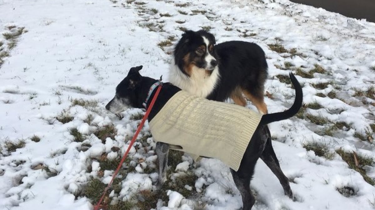 Illustration : "Chaque jour, depuis leur rencontre, ce chien vient rendre visite à son ami"