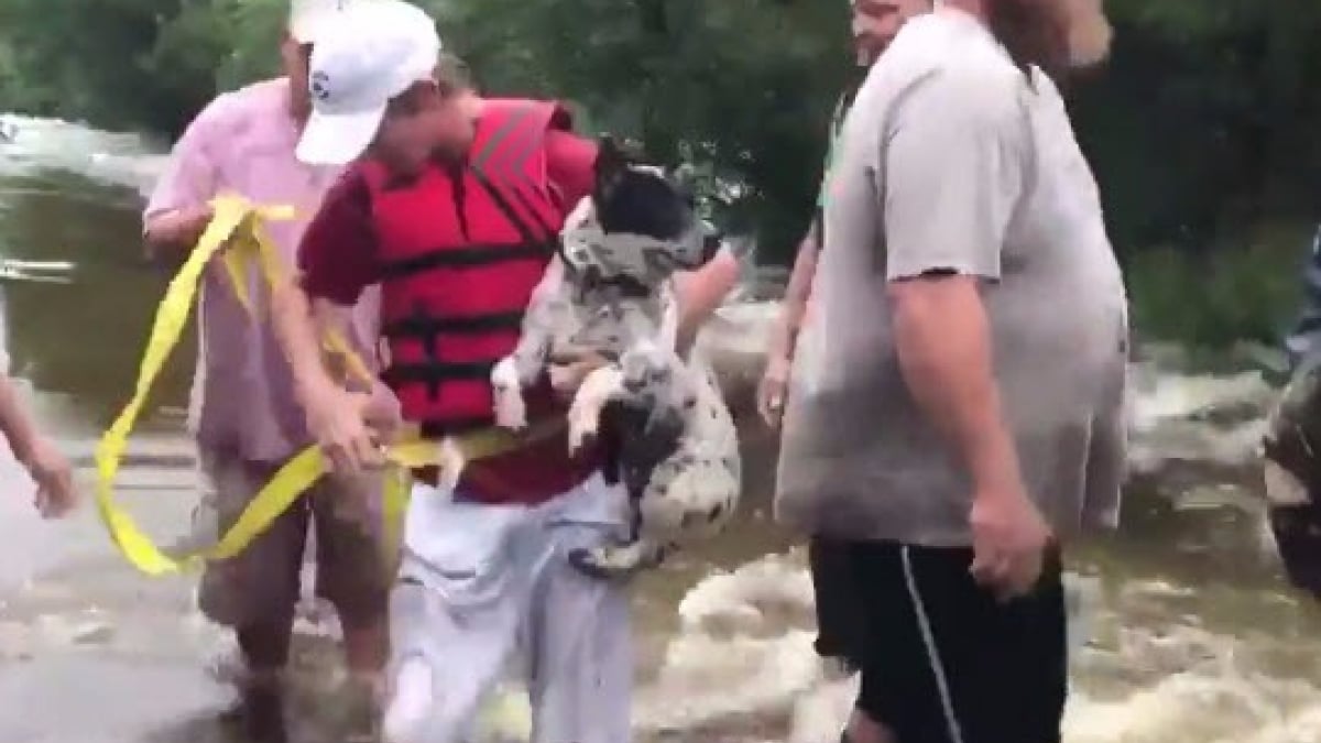 Illustration : "Des Texans se mobilisent pour sauver un chien piégé par les inondations après l’ouragan Harvey"