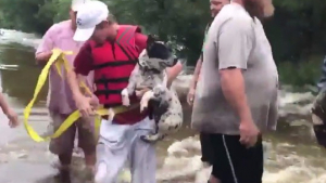 Illustration : Des Texans se mobilisent pour sauver un chien piégé par les inondations après l’ouragan Harvey