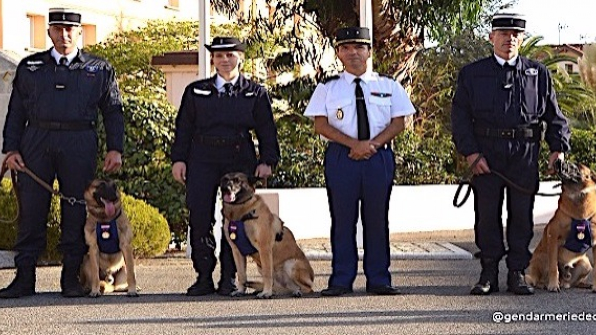 Illustration : "3 chiens de la gendarmerie de Corse reçoivent la médaille de la Défense nationale"