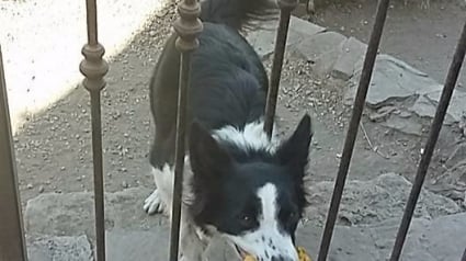 Illustration : Ce chien demande aux passants de lui lancer son jouet