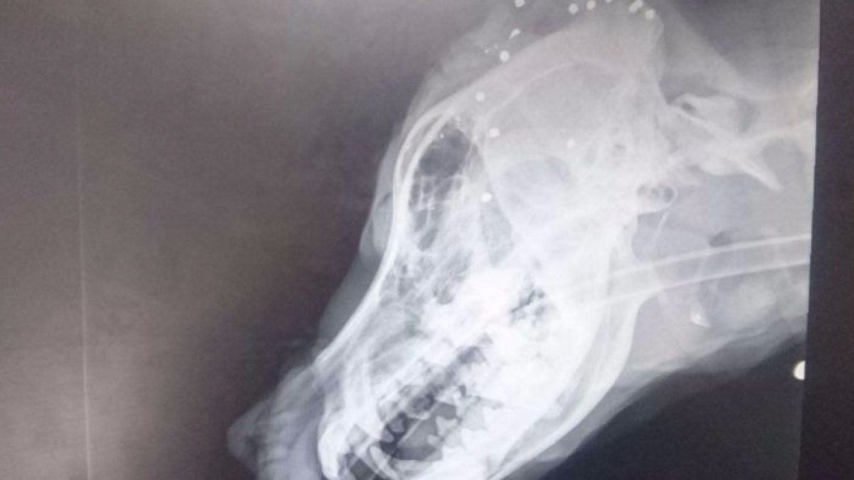 Illustration : "Australie : Une chienne revient chez elle avec 30 fragments de balles dans le crâne"