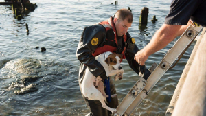 Illustration : New York : Un policier sauve un chien coincé sur un rocher au milieu de l’East River