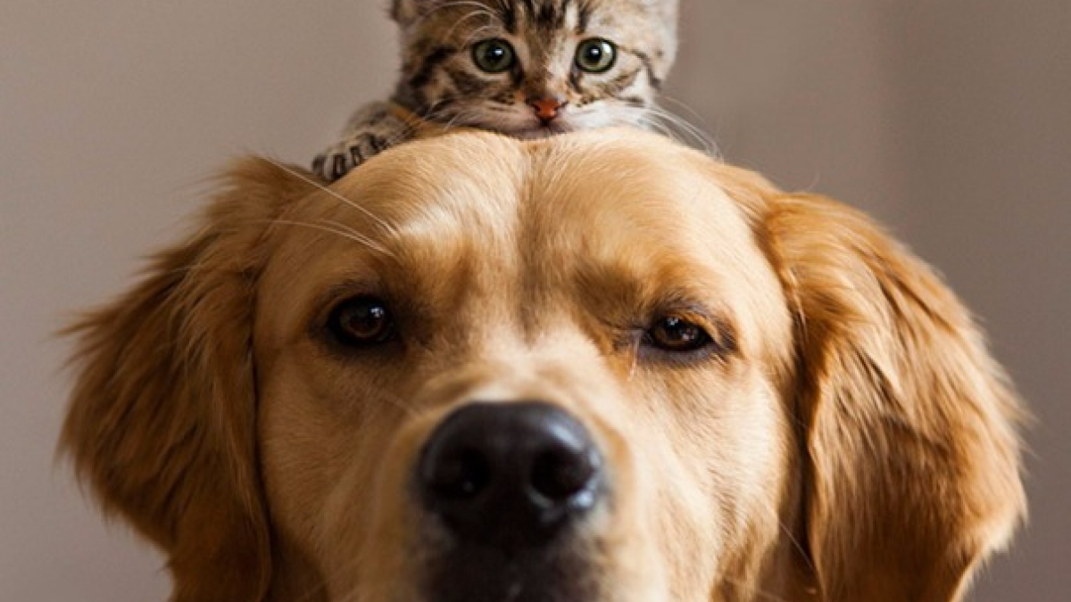Illustration : "18 photos qui prouvent que chiens et chats peuvent être d’excellents amis"