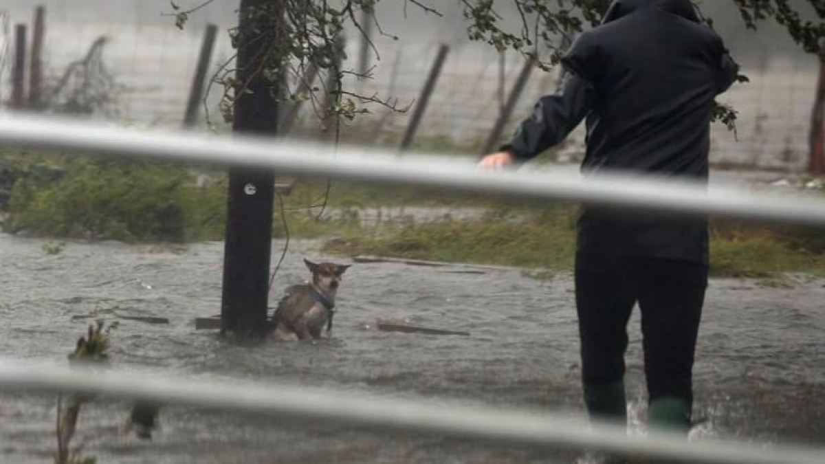 Illustration : "Ouragan Harvey : Une chienne attachée à un poteau dans une zone inondée, libérée par un photographe"