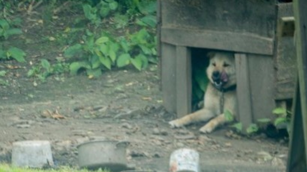 Illustration : "Enchaîné toute sa vie, ce chien a couru pour la toute première fois"