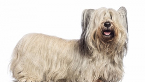 Illustration : 10 races de chiens particulièrement friandes de câlins