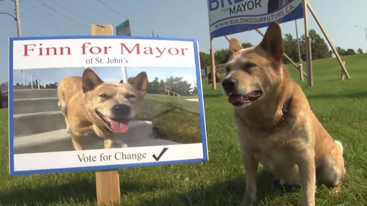 Illustration : "Canada : Un chien candidat aux municipales"