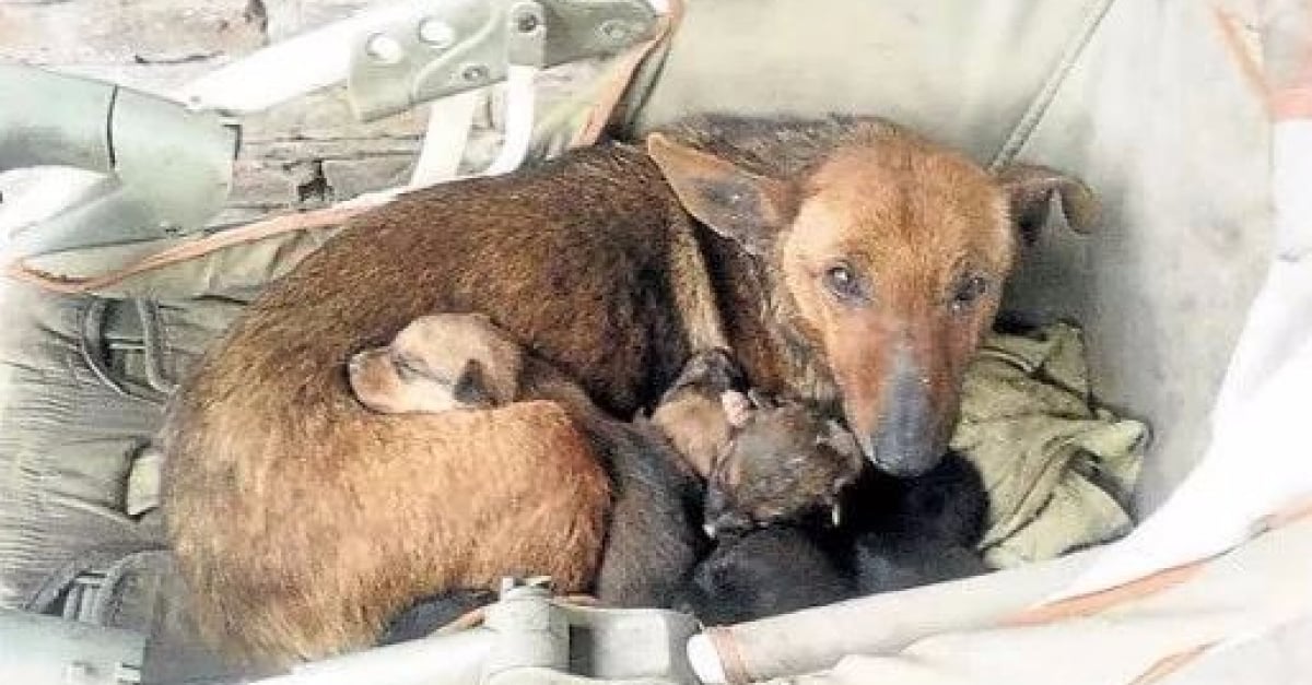 Une Chienne Errante Sauve Un Bebe Humain En Le Maintenant Au Chaud