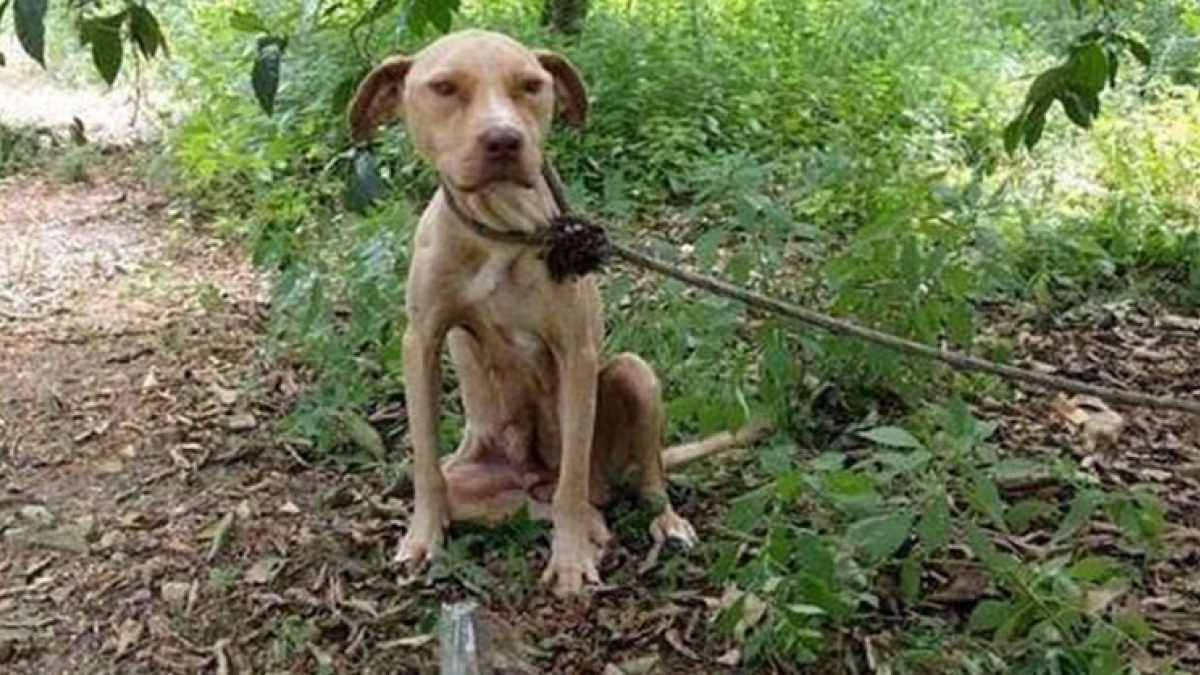 Illustration : "Abandonnée en pleine forêt et attachée à un arbre, cette chienne devait survivre pour ses petits"