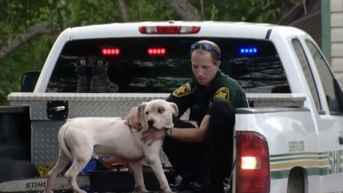 Illustration : "Floride : Des policiers ignorent le protocole pour porter secours à des chiens"