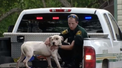 Illustration : Floride : Des policiers ignorent le protocole pour porter secours à des chiens