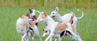 Illustration : "6 signes qui montrent que vous aimez et comprenez votre chien"