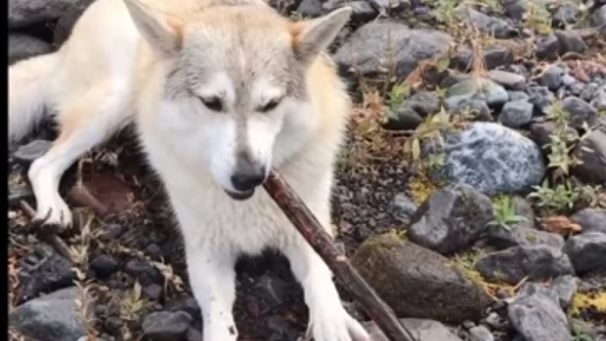 Illustration : "Canada : Un chasseur abat un chien de thérapie sous les yeux de son maître"