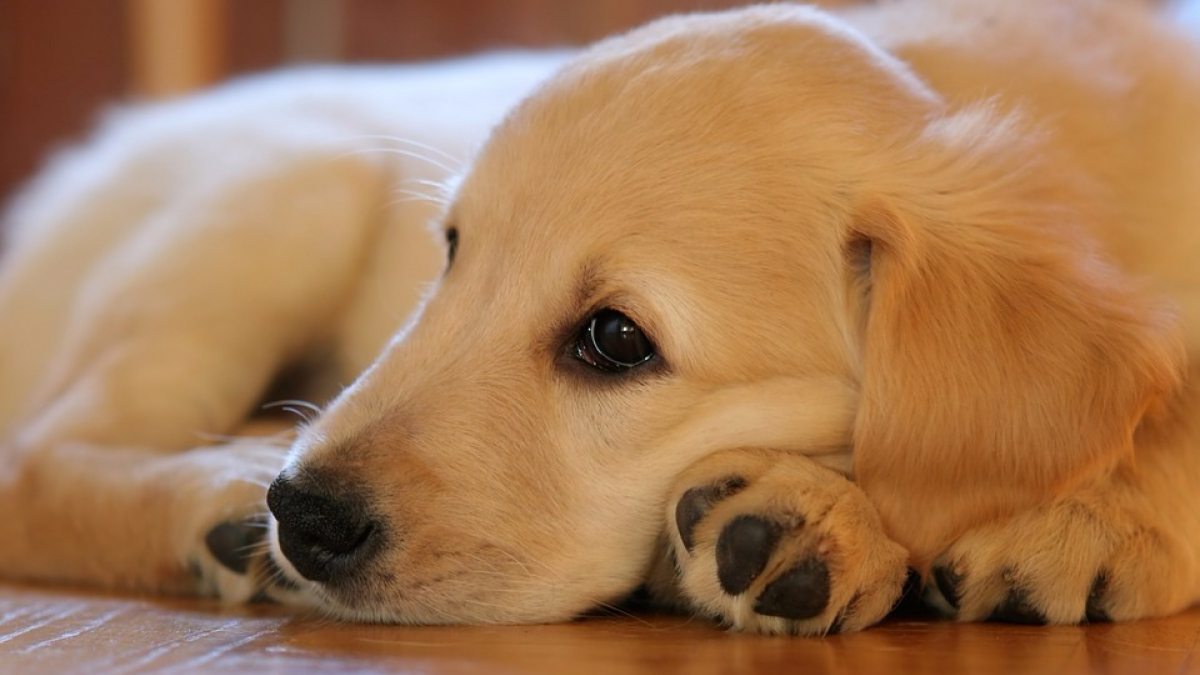 Illustration : "12 signes qui montrent que votre chien est stressé"