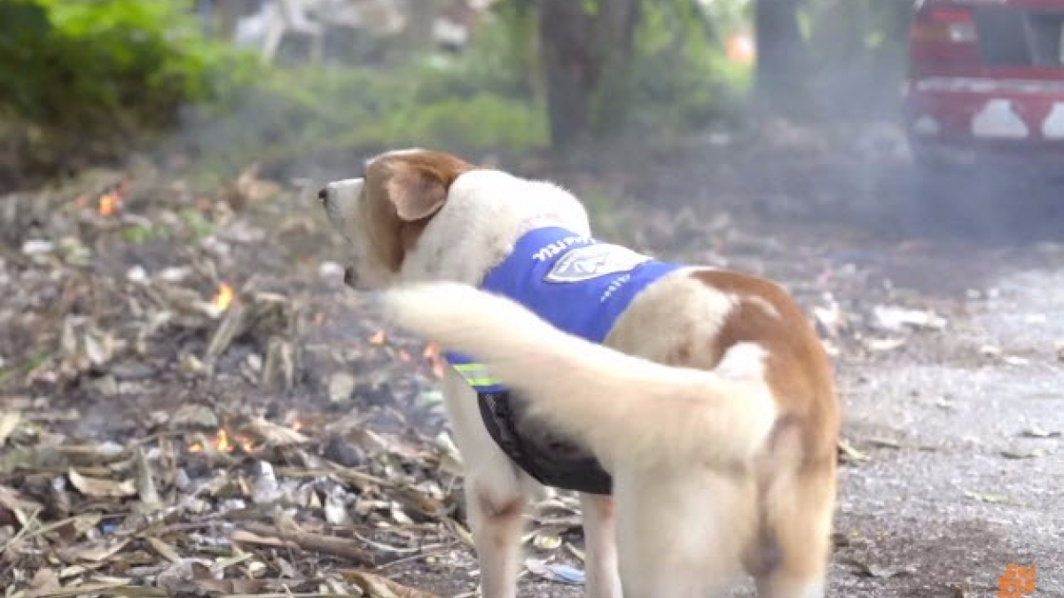 Illustration : "En Thaïlande, on envisage de munir les chiens errants de caméras pour surveiller les rues"