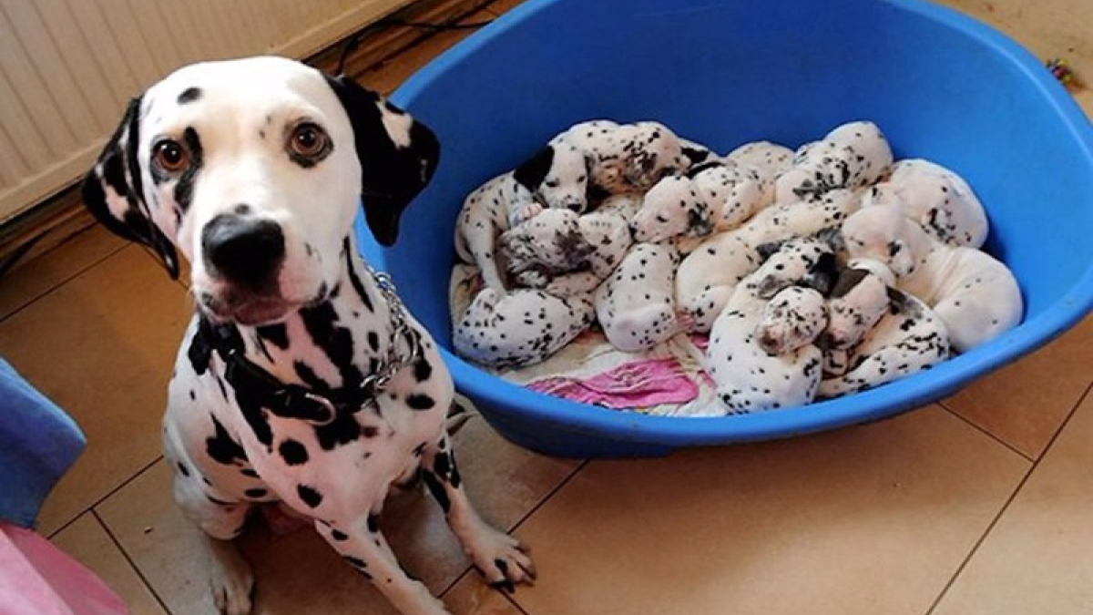 Illustration : "20 photos de chiennes fières de vous présenter leur progéniture"