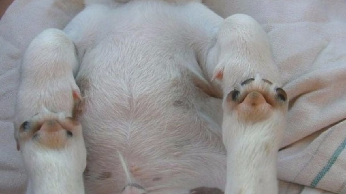 Illustration : "14 photos de chiens qui dorment dans des positions atypiques"