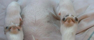 Illustration : "14 photos de chiens qui dorment dans des positions atypiques"