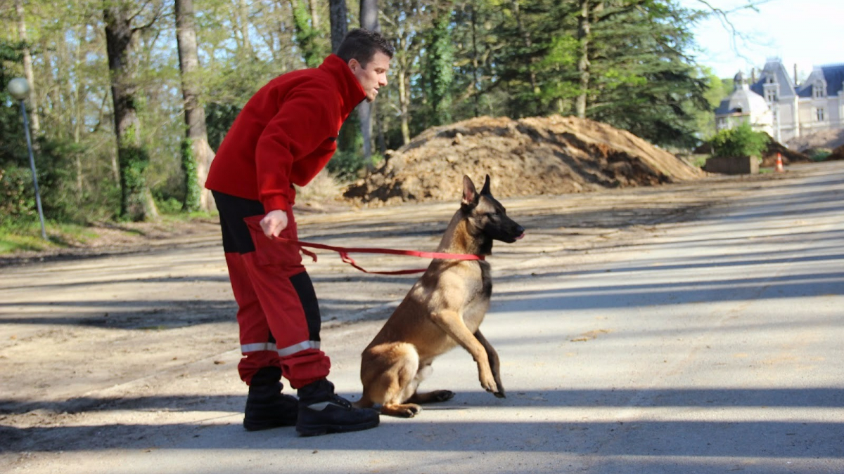 Illustration : "Loire-Atlantique : Icare, chien-pompier héroïque, a sauvé 2 personnes en 2 semaines"