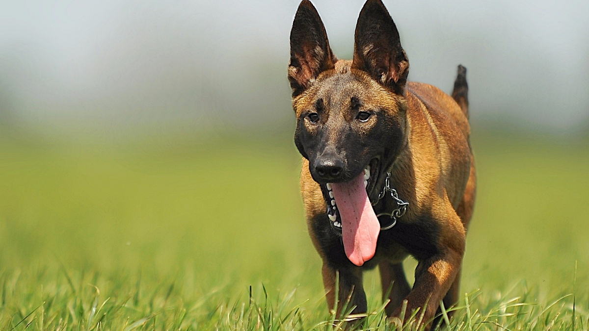 Illustration : "Affaire Maëlys : 2 chiens Bergers Malinois intoxiqués lors de la fouille du véhicule du suspect"