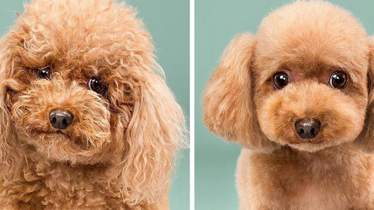 Illustration : "15 photos de chiens avant/après leur toilettage"