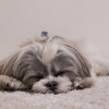 Illustration : 15 races de chiens qui aiment particulièrement dormir !