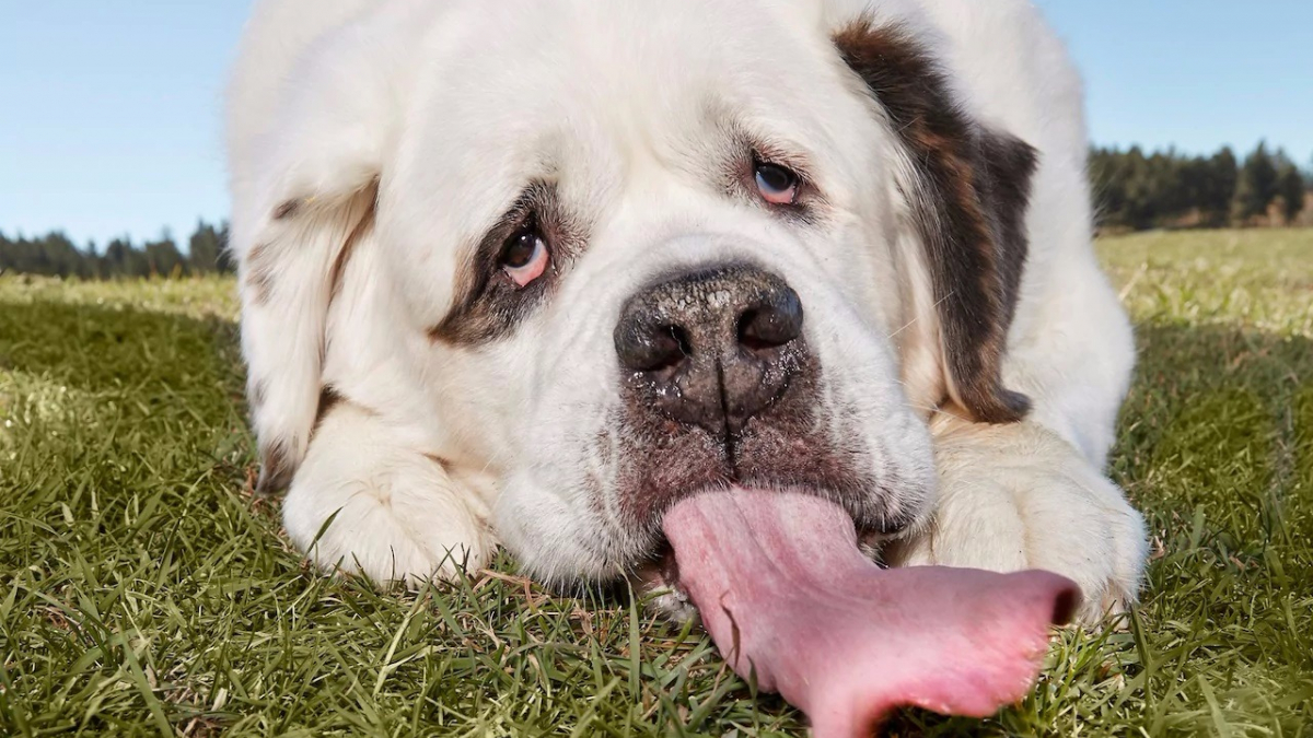 Illustration : "Record officiel de la langue canine la plus longue au monde pour une femelle Saint-Bernard"