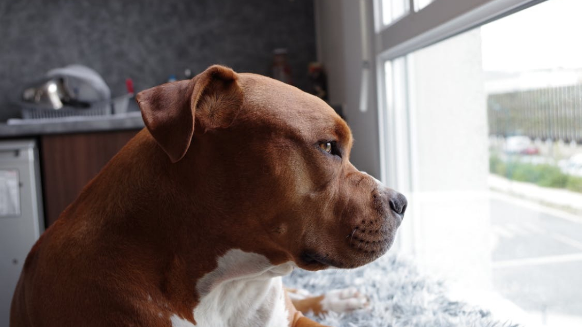 Illustration : "La Celle-Saint-Cloud (78) : 2 personnes hospitalisées après l'attaque d'un chien"