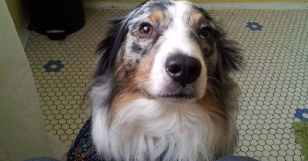 10 Raisons Pour Lesquelles Votre Chien Vous Suit Dans La Salle De Bain