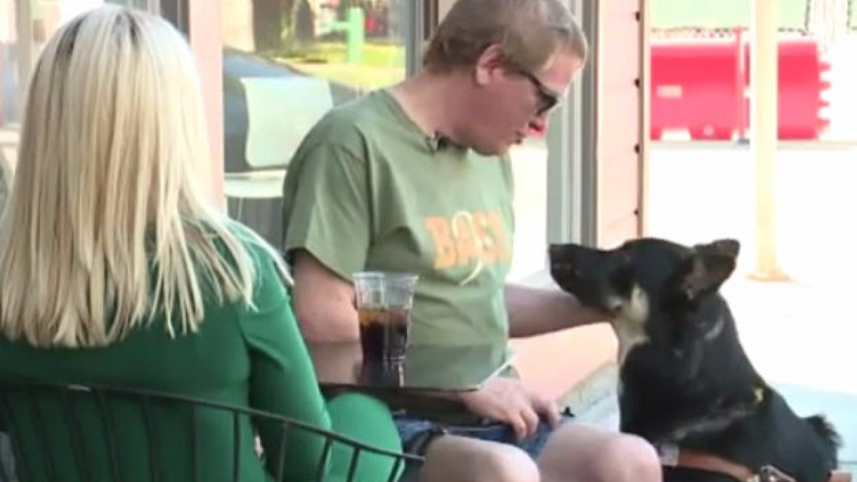 Illustration : "Un chien guide d’aveugle attaqué par un faux chien d’assistance dans le métro"